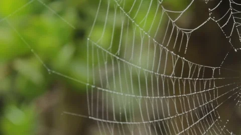 Spider waiting for prey Stock Footage 81557101