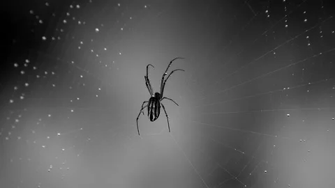 Spider is waiting for prey Stock Footage 211883053