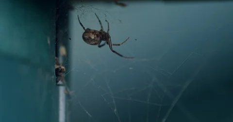 Spider waiting for prey in it's web in an urban environment Stock Footage 113144369