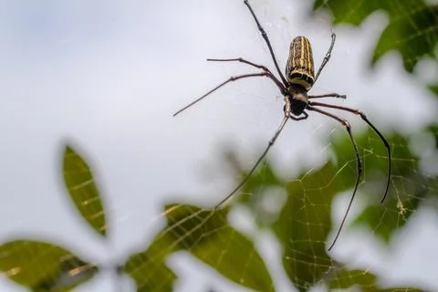 A spider is waiting for prey in its web, blurred green leaves background and Stock Photos