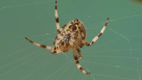The spider is waiting for prey sitting in a web swinging from the wind. Siberia. 스톡 동영상 248589580