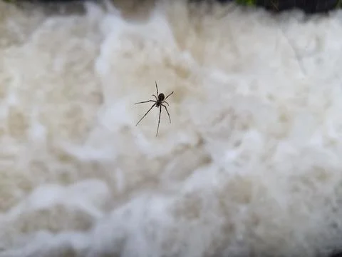 A spider is waiting for prey on the surface of fast flowing water. Fotos de archivo