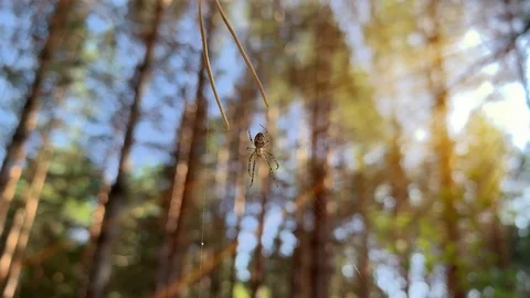 Spider waiting for  prey  on the web. Beautiful sunset. Insects Concept  Stock Footage 114811767