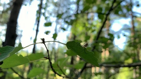 Spider waiting for  prey  on the web. Insects Concept  Stock Footage 114811899