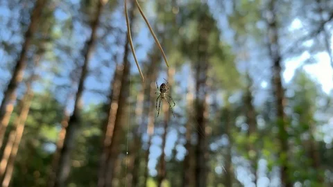 Spider waiting for  prey  on the web. Insects Concept  스톡 동영상 114812092