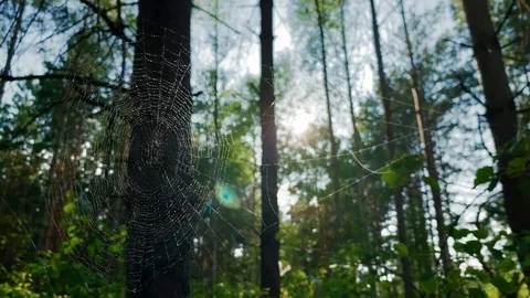 Spider waiting for  prey  on the web. Insects Concept  스톡 동영상 114812158