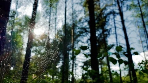 Spider waiting for  prey  on the web. Insects Concept  스톡 동영상 114812181