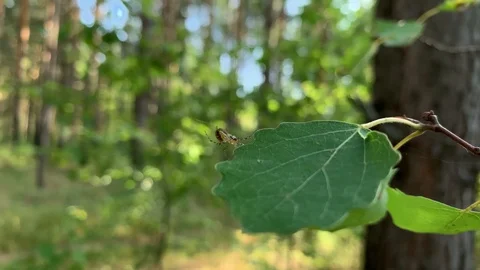 Spider waiting for  prey  on the web. Insects Concept  Stock Footage 114812188