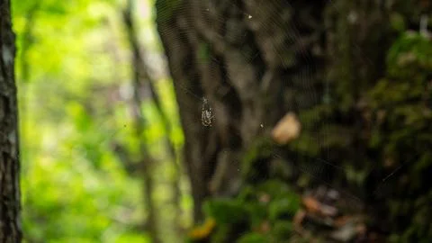 Spider waiting on thin orb web in green forest Stock Photos