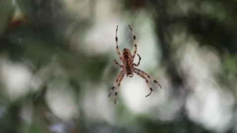 Spider Waiting In Web With Bokeh Background - Focus Shift Macro Shot Stock Footage 315352294