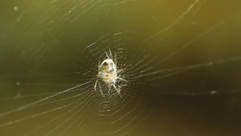 Spider waiting on the web in a windy day Stock-Footage 116782103
