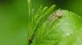 Spider Waits for an Ant 1 HD Footage