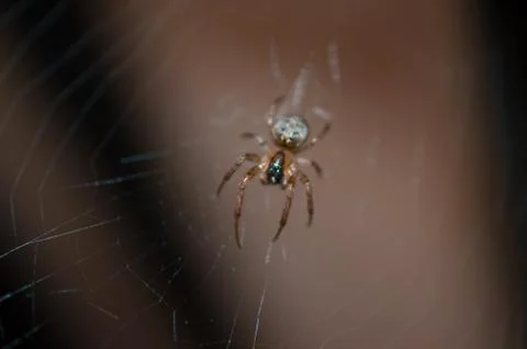 Spider waits Stock Photos