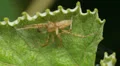 Spider Waits For Prey 1 HD Footage