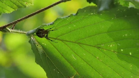 Spider waits underneath a leaf Stock Footage 81115749
