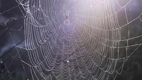 Spider Waits on Web Beaded with Dew in Bright Morning Light Rack Focus Stock Footage 100245821