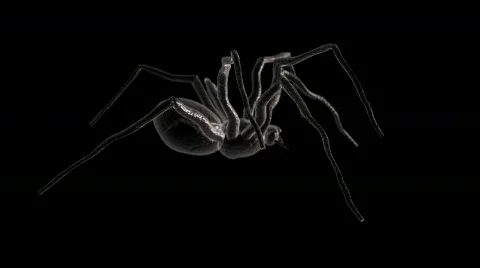 Spider Walk Cycle Side Loop with Alpha Stock Footage