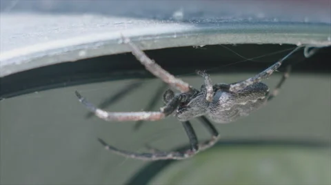 Spider walking around on security camera Stock Footage 64382088