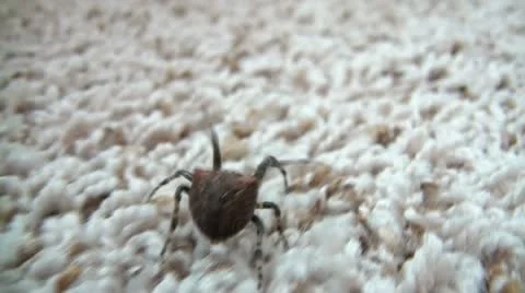 Spider Walking Away Video stock 12614083