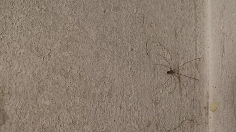 Spider walking on the cement wall Stock Footage 282628089