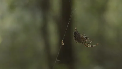 A spider walking down on a spider's web Stock Footage 182966131