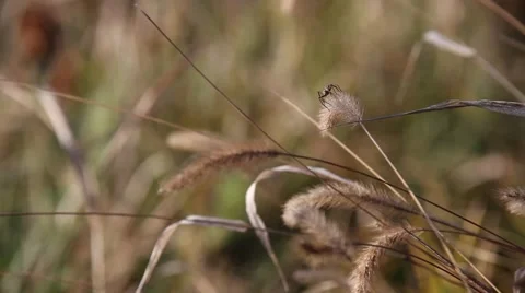 Spider walking on grass Stock Footage 43802856