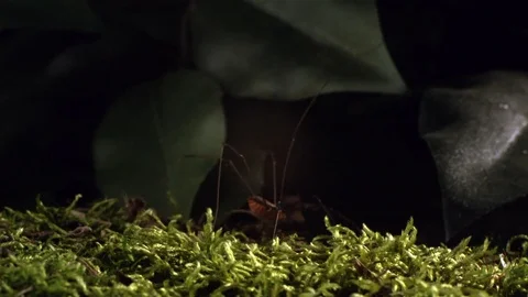 Spider walking on the grass in slow motion 스톡 동영상 81231352
