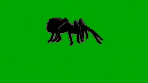 Spider Walking on Green Screen 01 Stock Footage 226501008