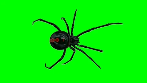 Spider Walking Animation Stock Videos – Royalty-Free HD & 4K Videos | Pond5