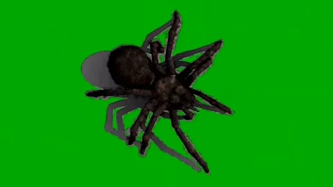 Spider Walking on Green Screen 05 Stock Footage 226501109