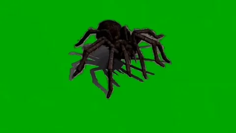 Spider Walking on Green Screen 06 Stock Footage 226501112