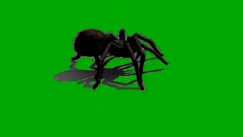 Spider Walking on Green Screen 07 Stock Footage 226501130
