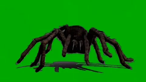 Spider Walking on Green Screen 08 Stock Footage 226501142