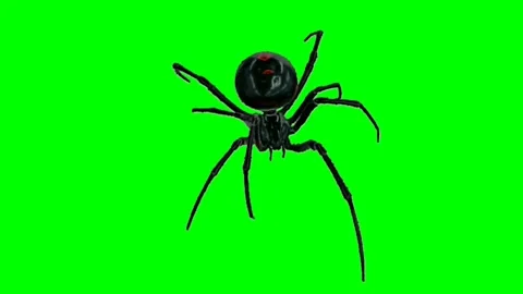 Spider Walking on Green Screen 09 Stock Footage 226501147