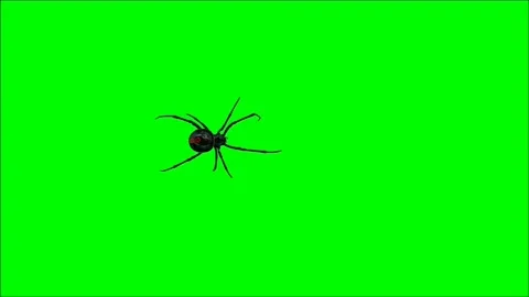 Spider Walking on Green Screen Stock Footage 226501010