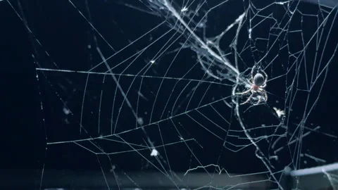 Spider walking on intricate web against dark background in cinematic macro Stock Footage 345675125