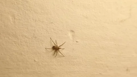 Spider Walking Isolated on White Background, Wildlife and Nature Concept Stock Footage 327704756