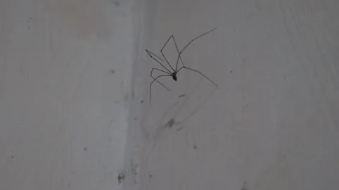 Spider is walking with its own web on the cement wall Stock Footage 162238897