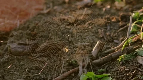 Spider Walking on Its Web Stock Footage 219992920