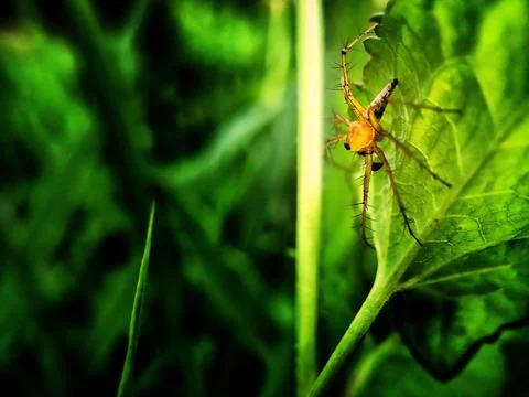 A spider is walking on a leaf Foto stock