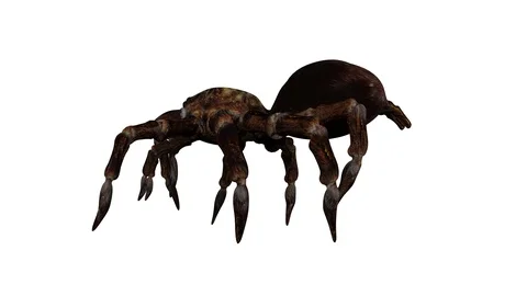 Spider Walking. Looped. three Views. Alpha Channel Included. Stock Footage 122653929