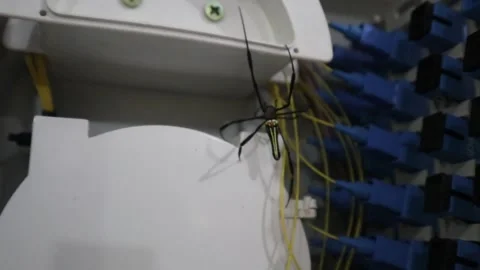 Spider walking on a network cable. Stock Footage 323048862