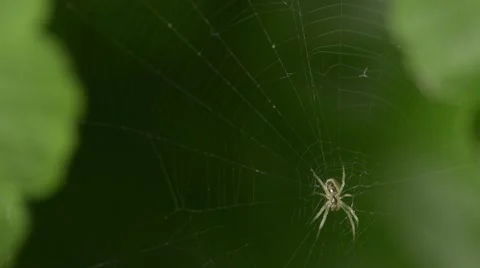 Spider walking on the web Stock Footage 41481121