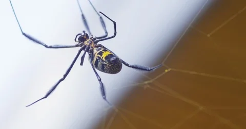 Spider walking on the web Stock Footage 109370386