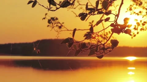 Spider walking on web with sunset over the lake in background Stock-Footage 58822689