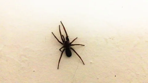Spider walking on a white wall Stock Footage 92064566