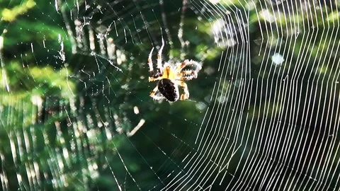 The spider walks around to make web  Stock Footage 150688860