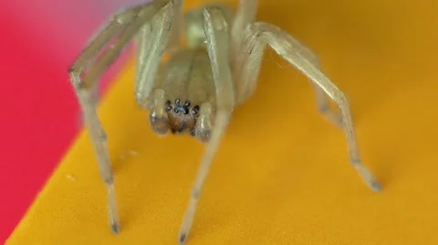 Spider Walks Away Stock Footage 4886018