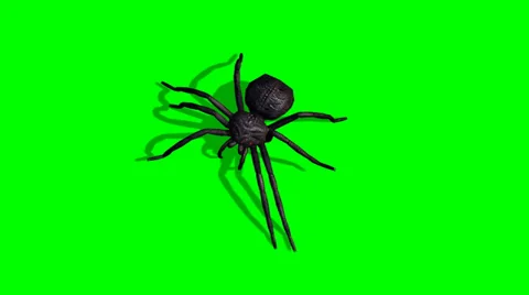 Spider walks - green screen Stock-Footage 39028290