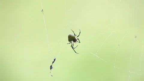 Spider walks in its web scene. Some insects are trapped in the surrounding web. Stock Footage 111402106